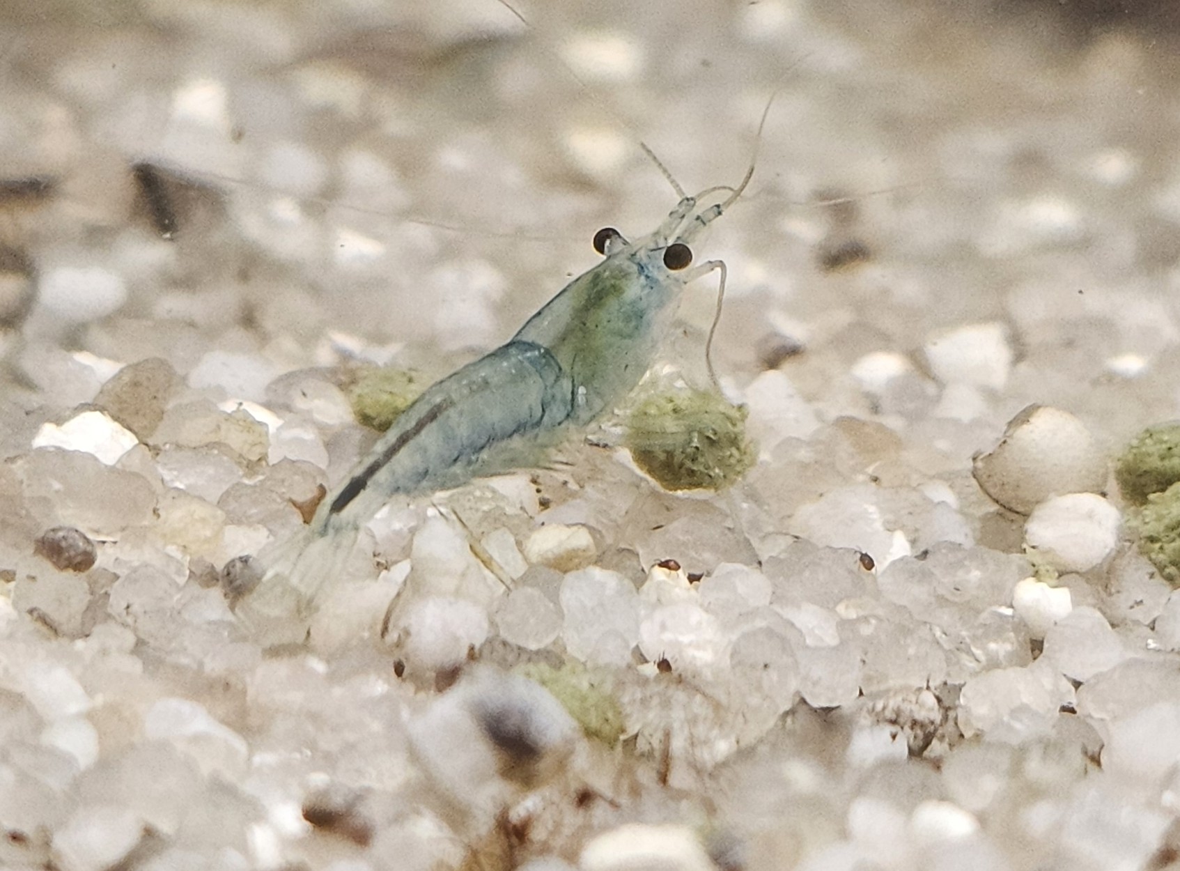 Crevette Blue Jelly