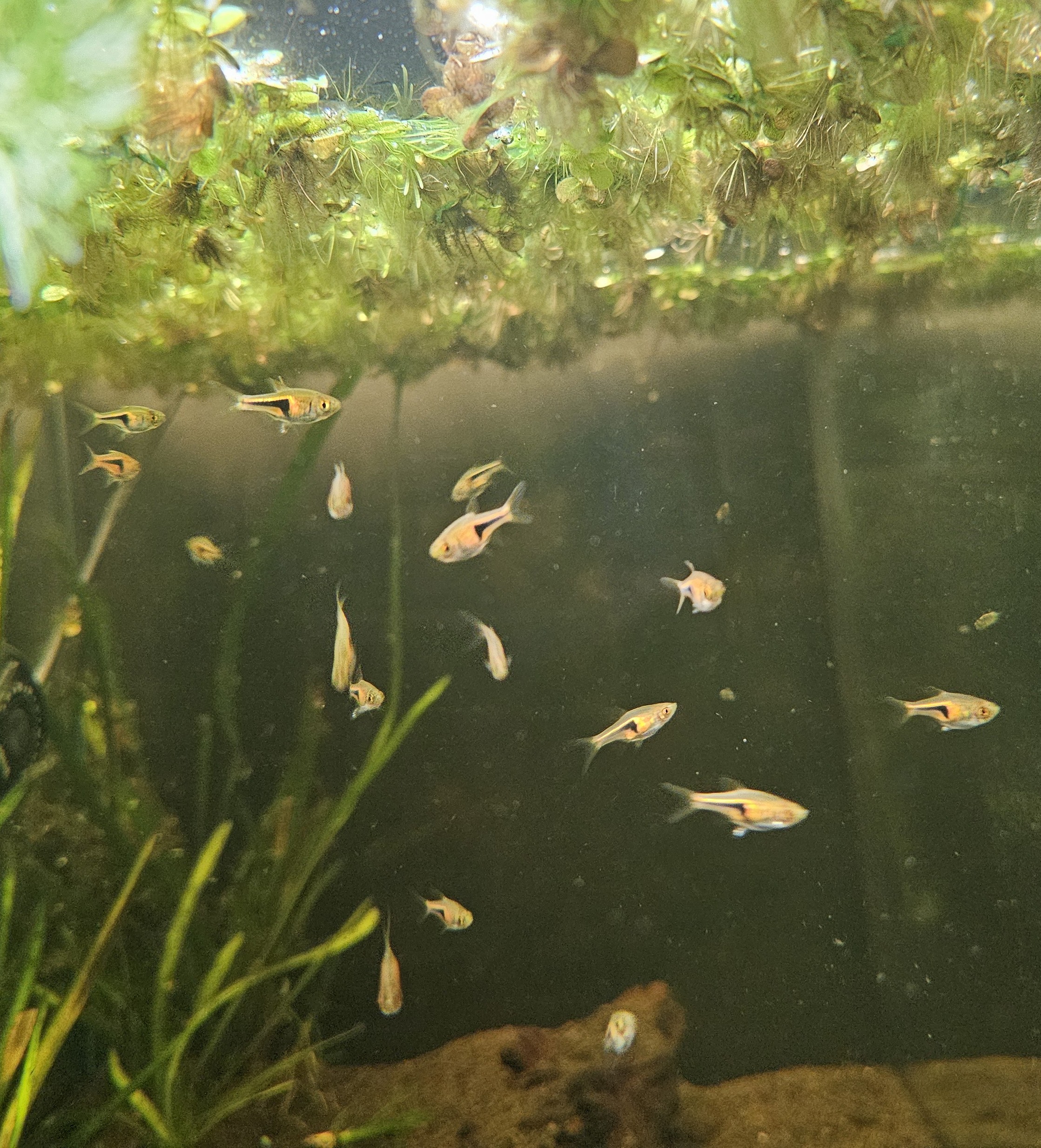 Rasbora Espei
