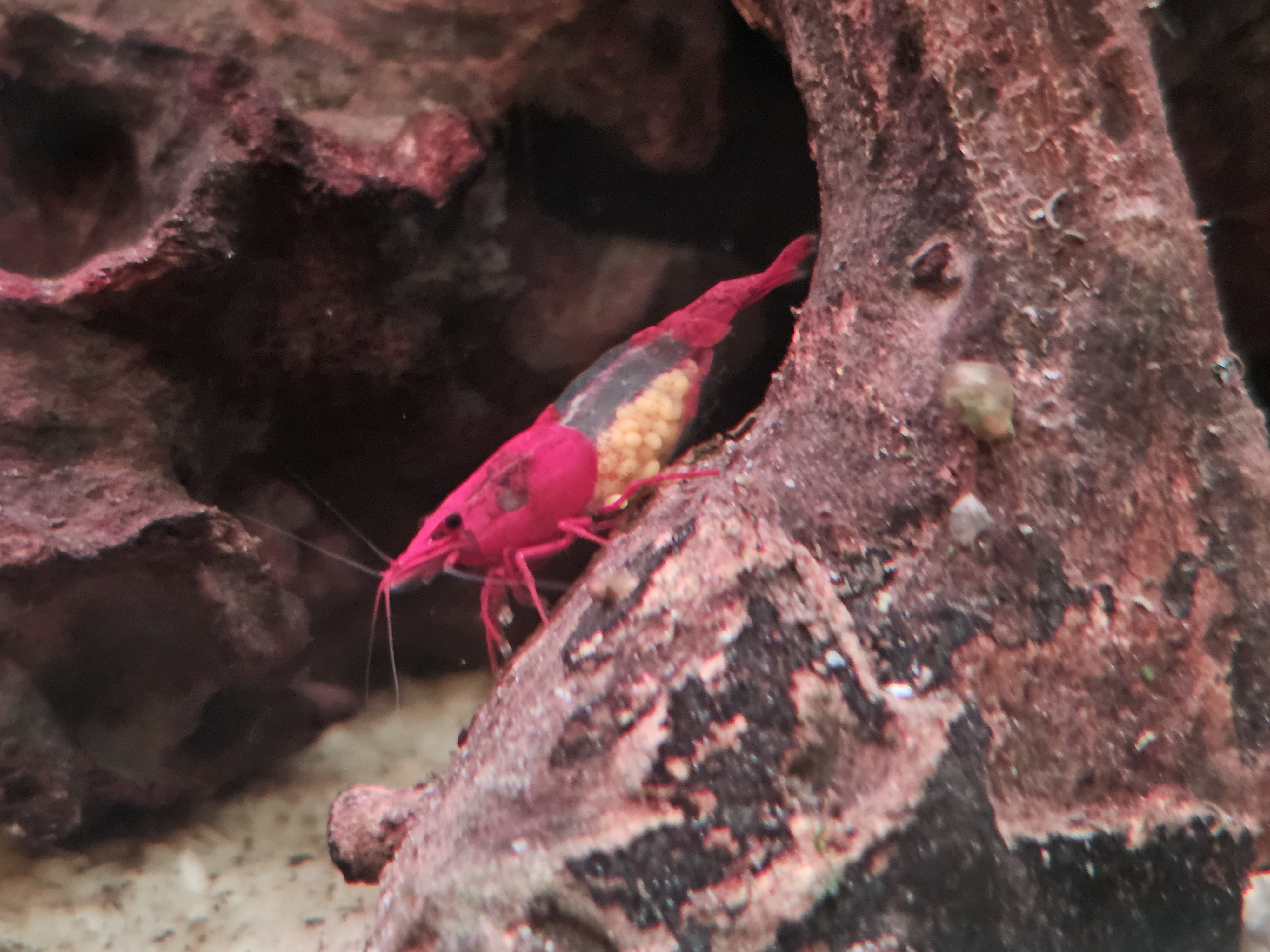 Crevette Rili rouge