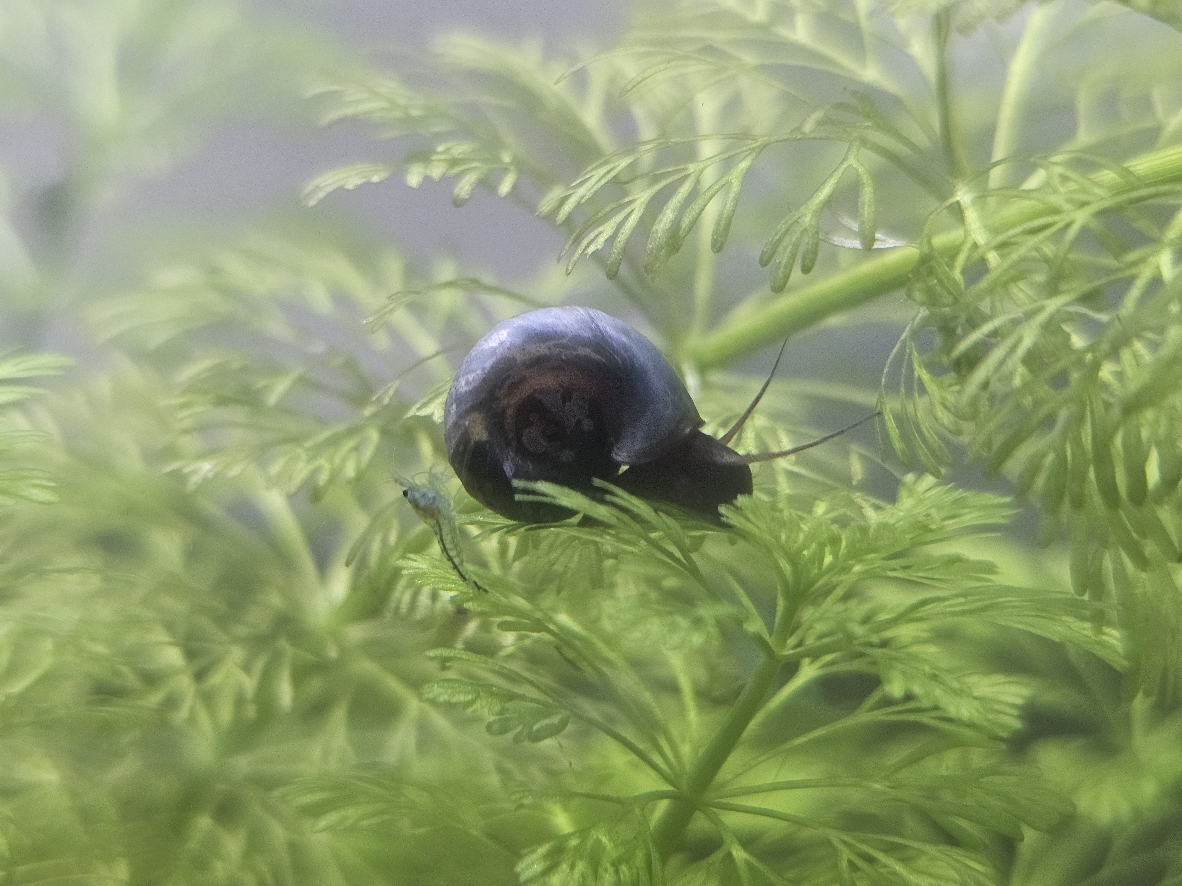 Planorbe bleu
