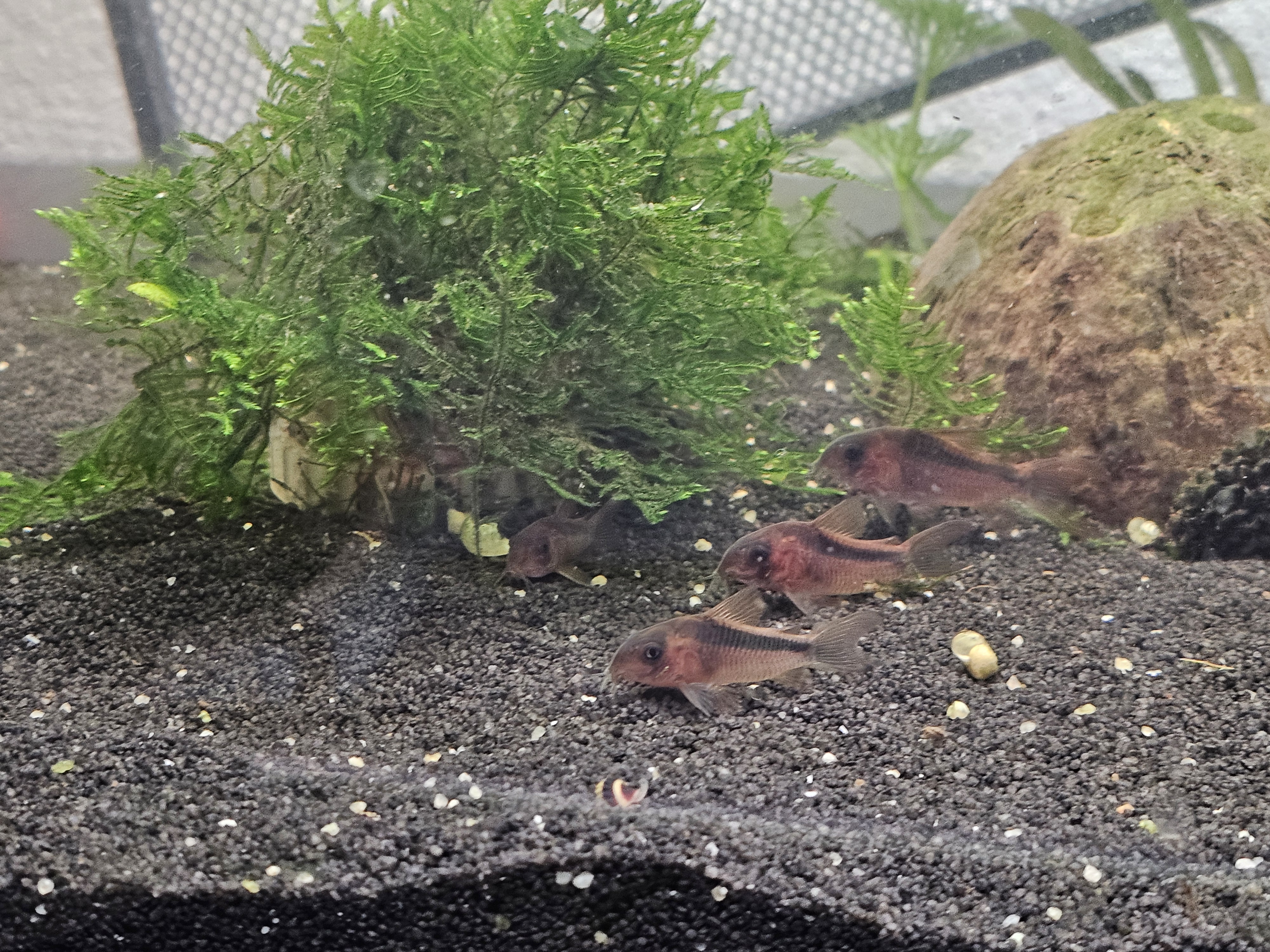 Corydoras Rabauti