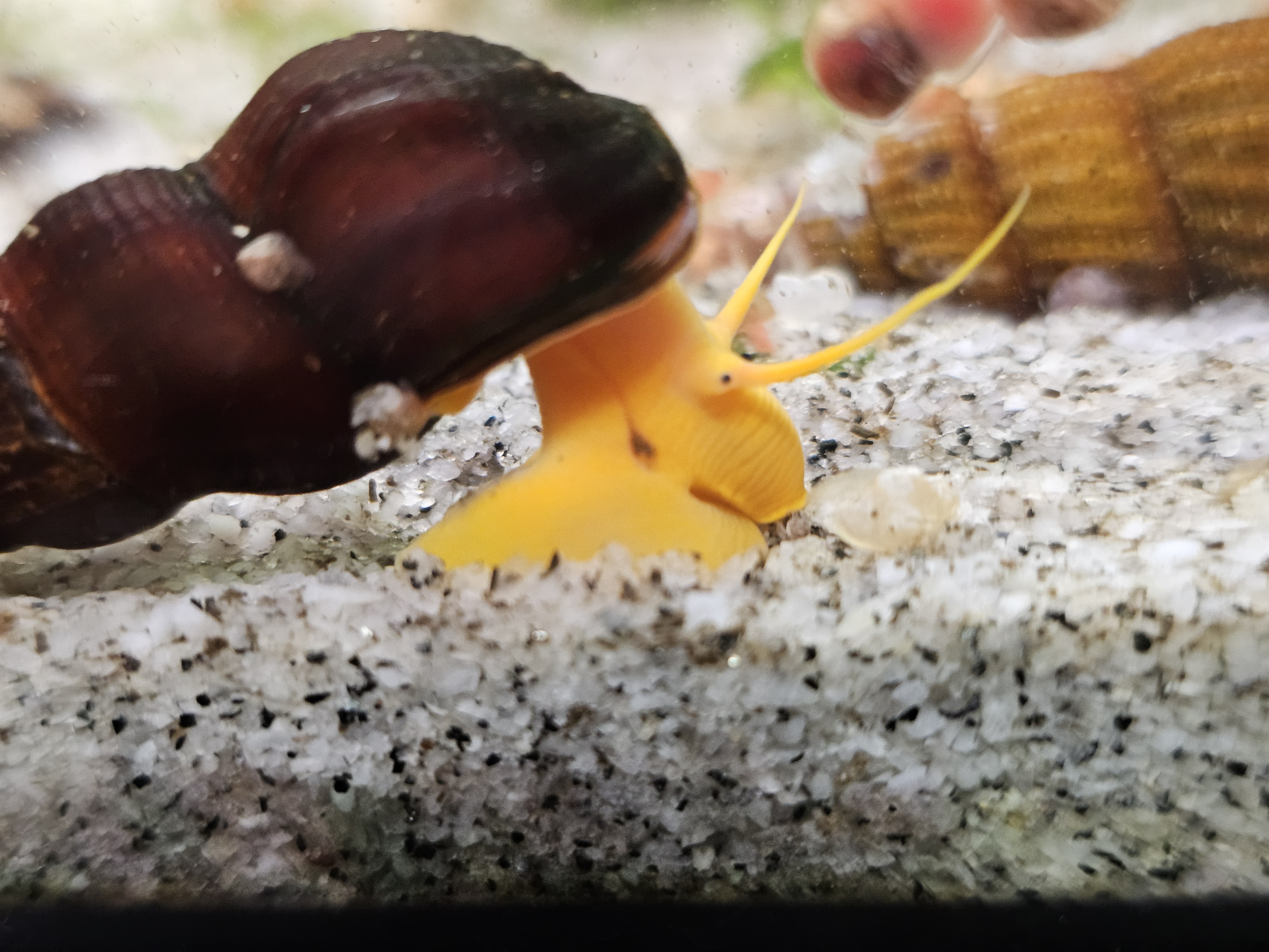 Tylomelania Orange (Taille M)