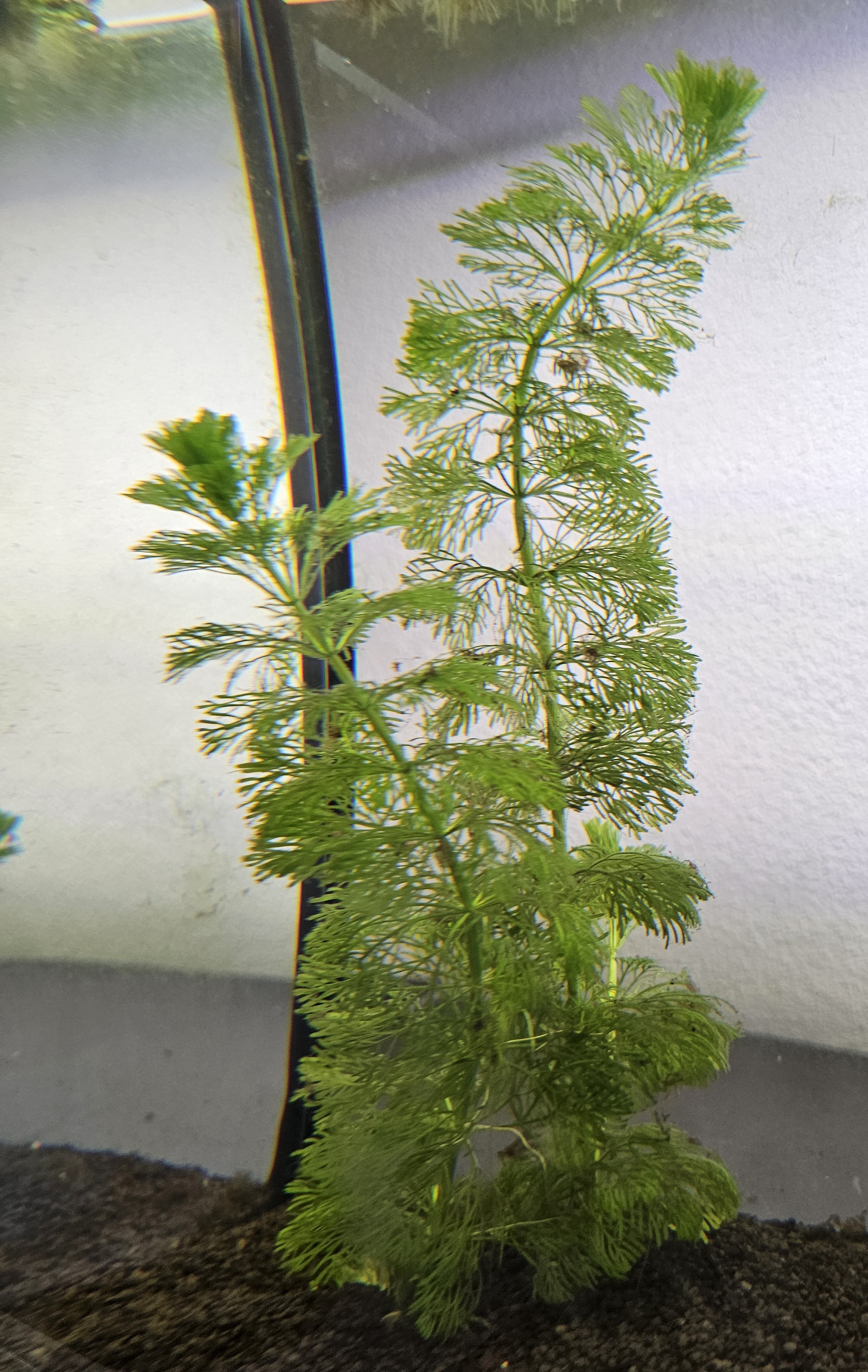 Limnophila Sessiflora