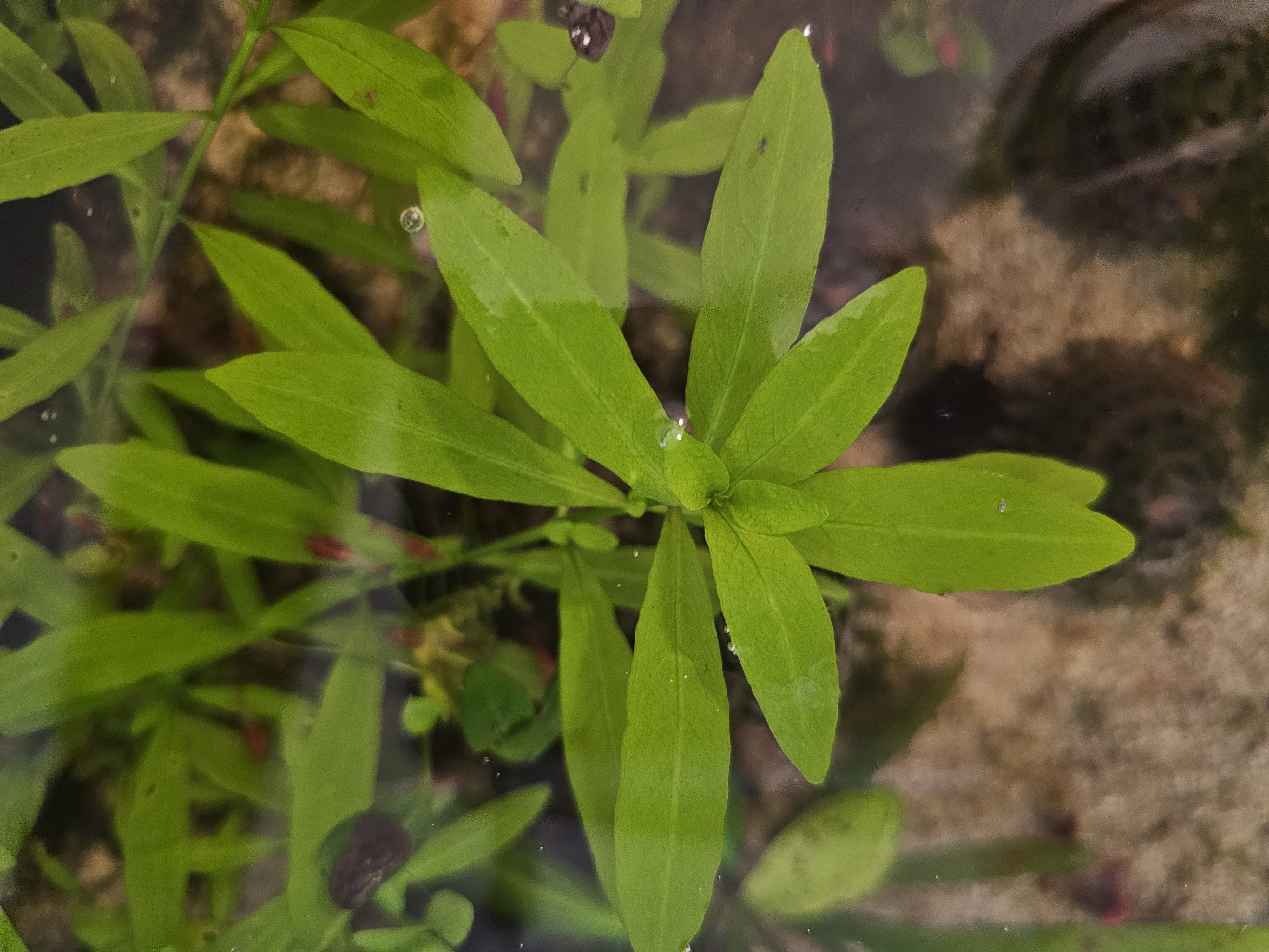 Hygrophila polysperma sunset