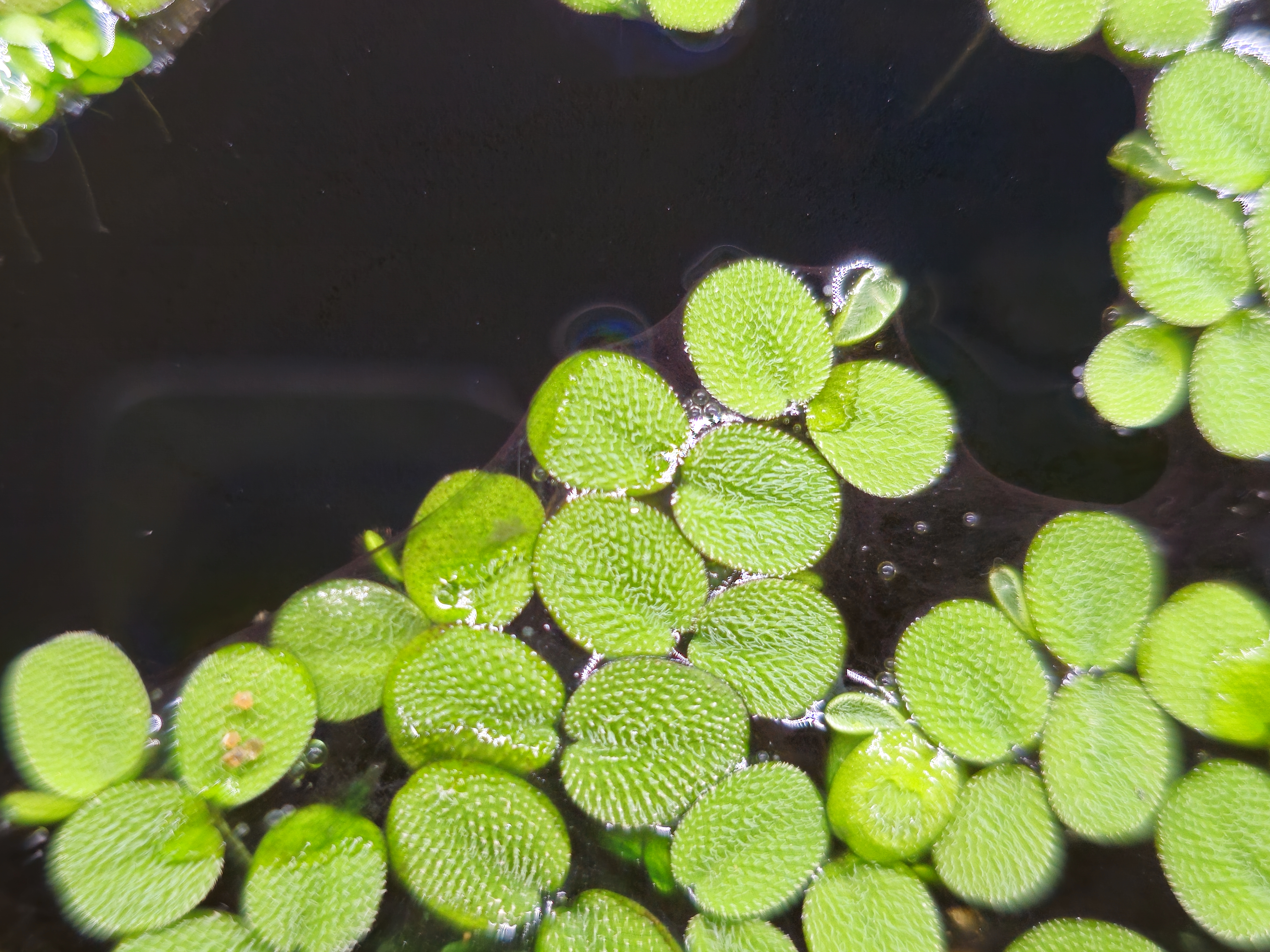 Salvinia minima
