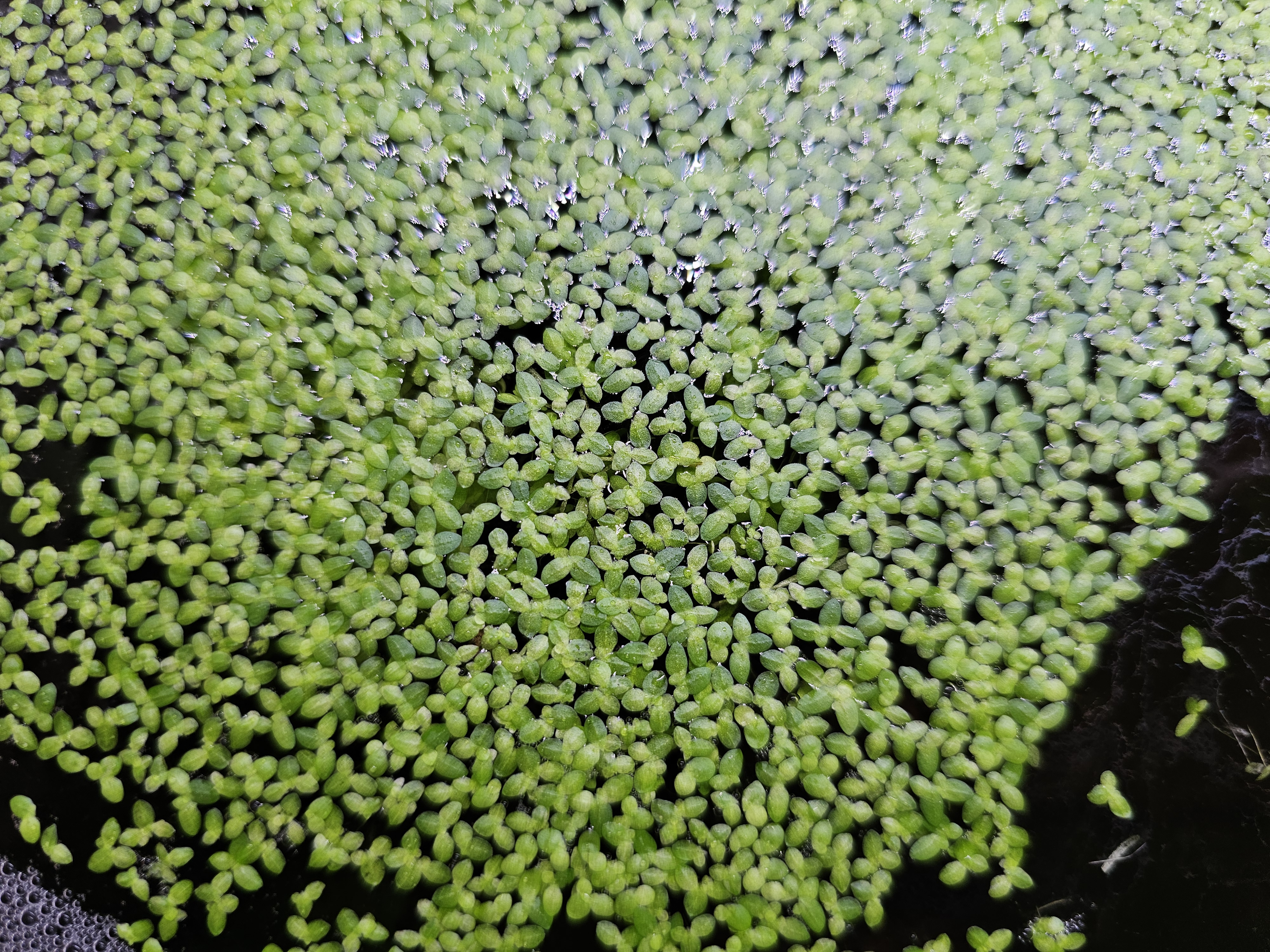 Lemna minor (lentille d'eau)
