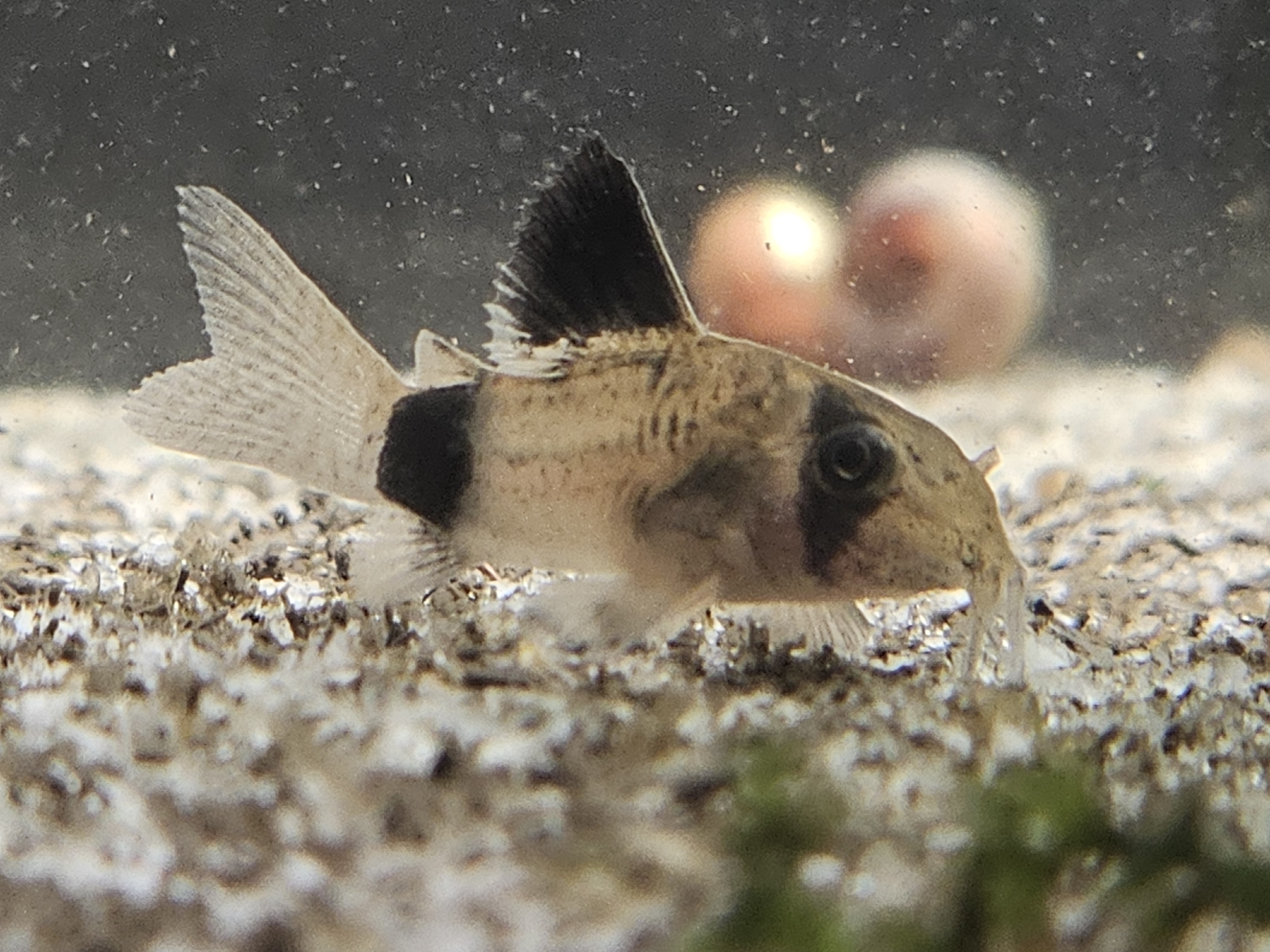 Corydoras Panda
