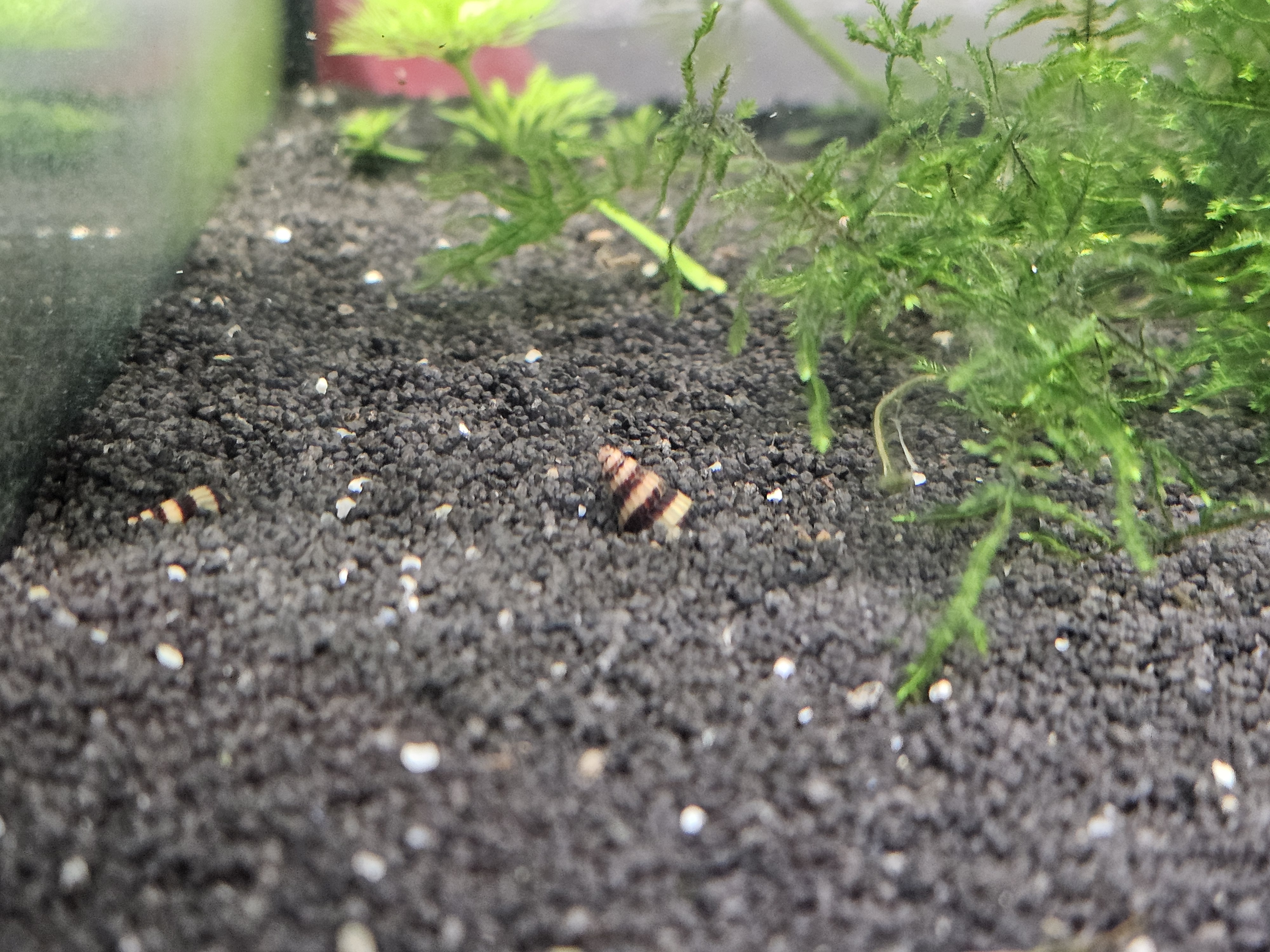 Anentome Helena (escargot assassin)