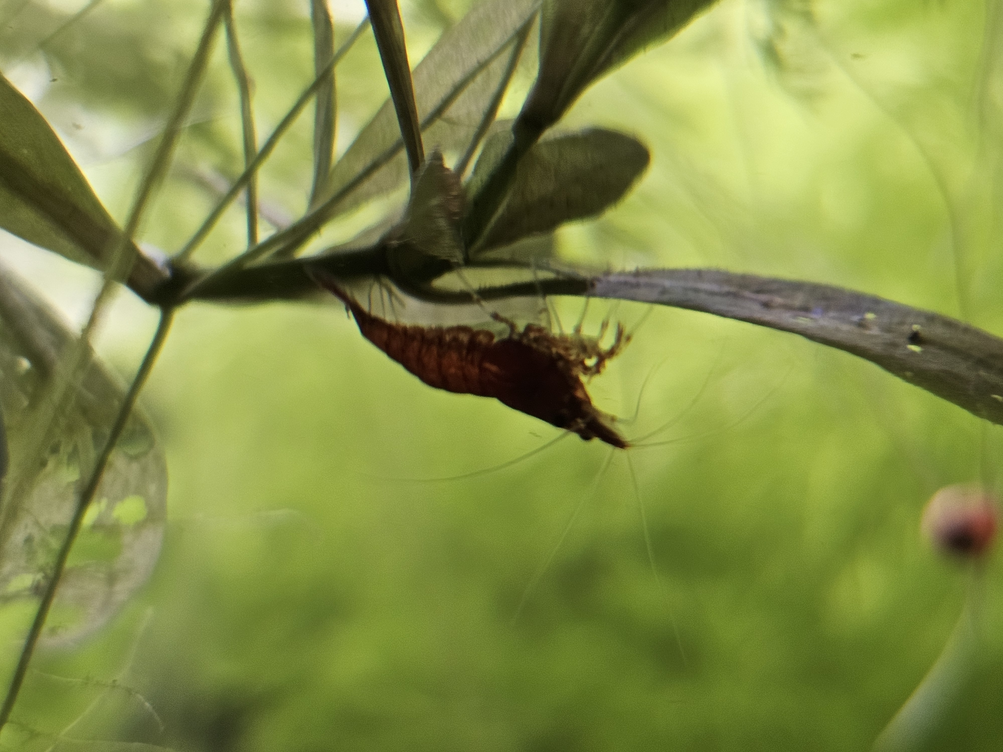 Crevette rouge