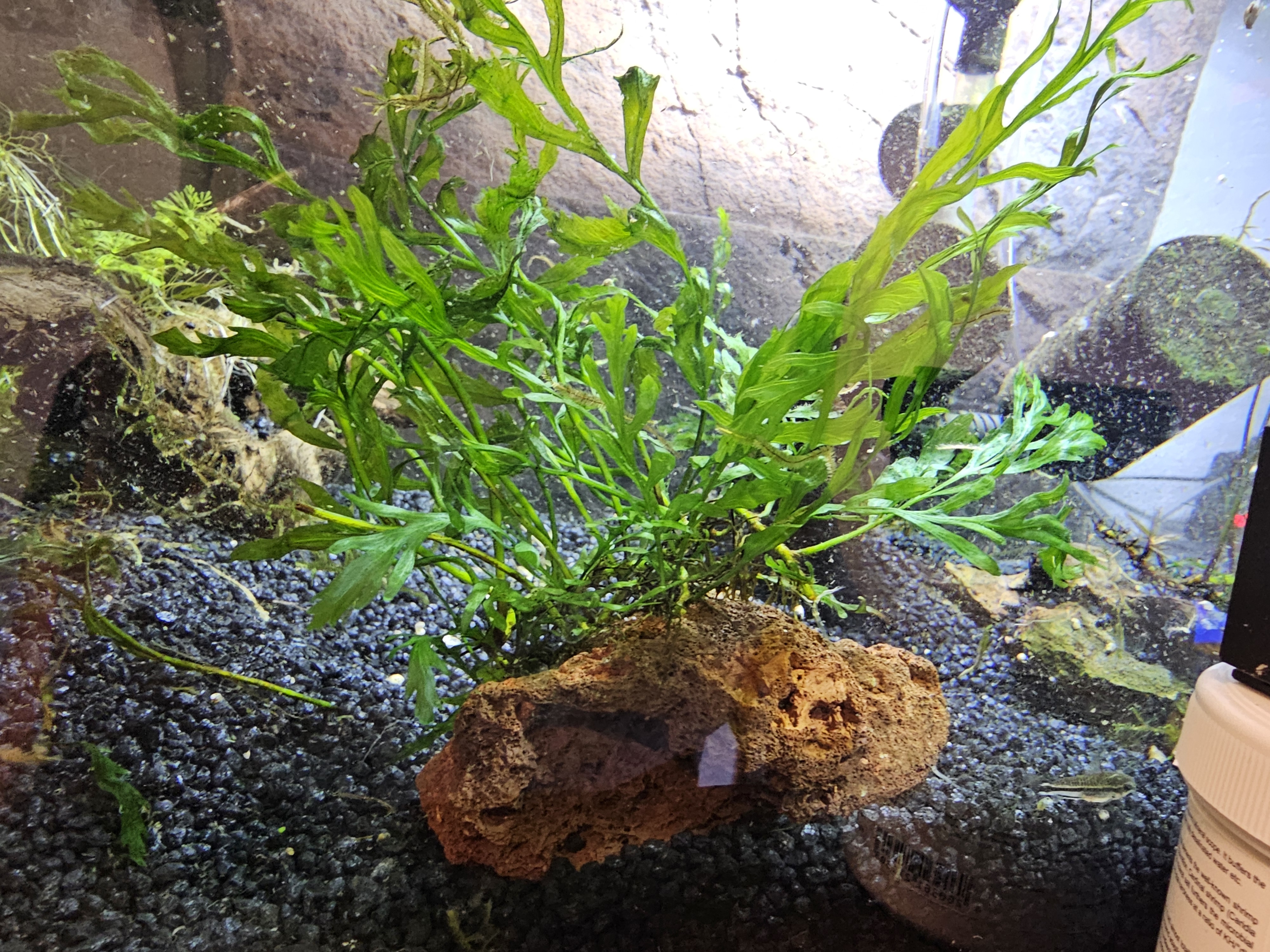 Bolbitis Heudoletti sur dragon stone